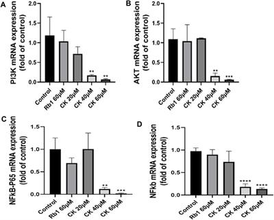 Ginsenoside CK, rather than Rb1, possesses potential chemopreventive activities in human gastric cancer via regulating PI3K/AKT/NF-κB signal pathway